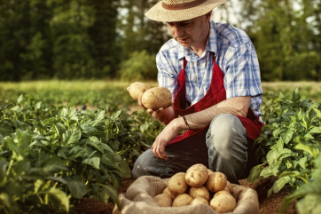 Учёные полностью вычислили геном картофеля